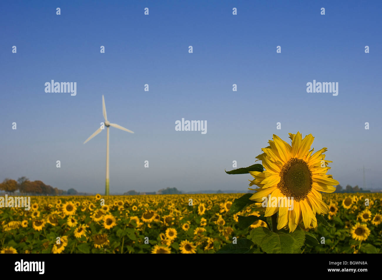 Fonti di energia rinnovabili Foto Stock