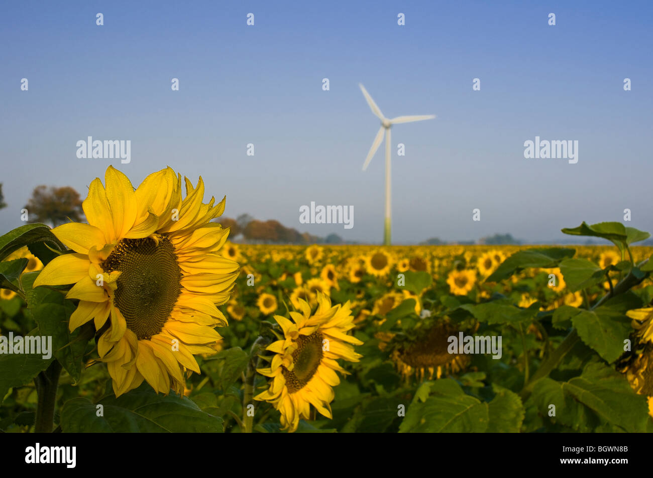 Fonti di energia rinnovabili Foto Stock