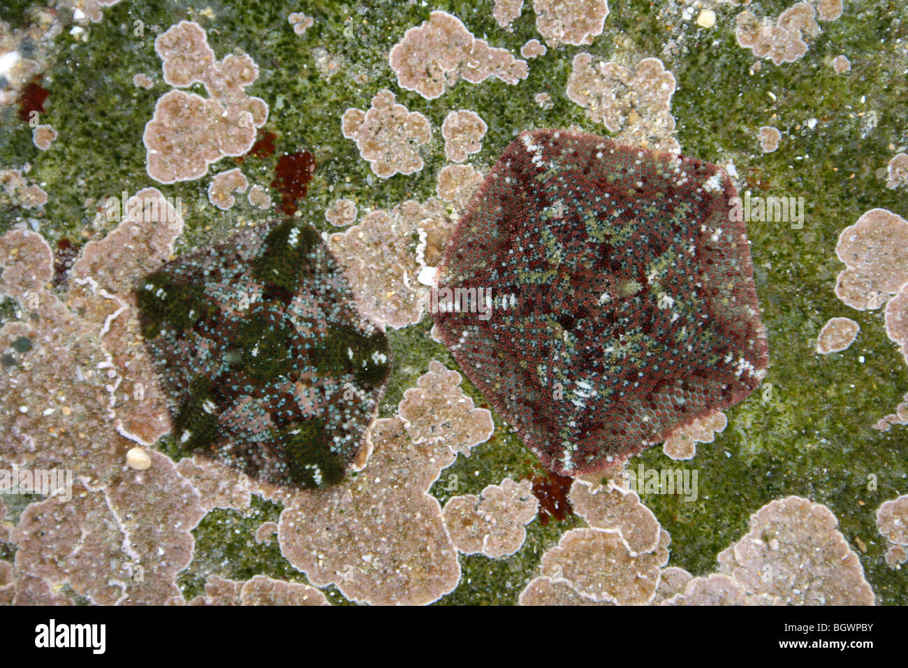 Cuscino nana stelle Parvulastra exigua in un Rockpool a Kei bocca, Eastern Cape Province, Sud Africa Foto Stock
