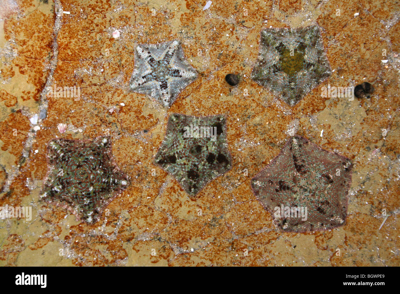 Cuscino nana stelle Parvulastra exigua in un Rockpool a Kei bocca, Eastern Cape Province, Sud Africa Foto Stock