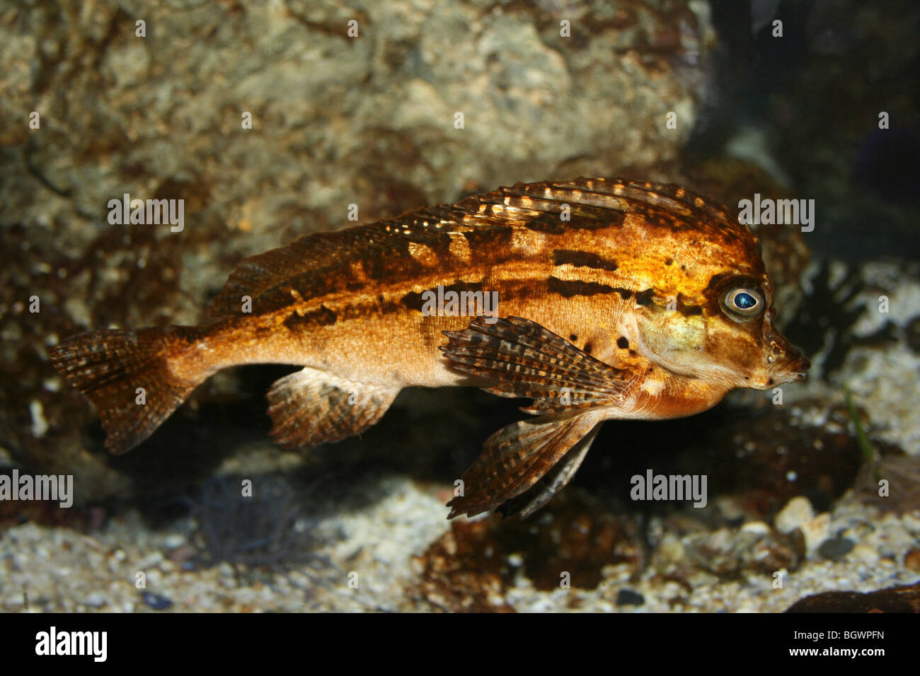 Horsefish Spinenose Congiopodus spinifer prese a Two Oceans Aquarium e Cape Town, Sud Africa Foto Stock