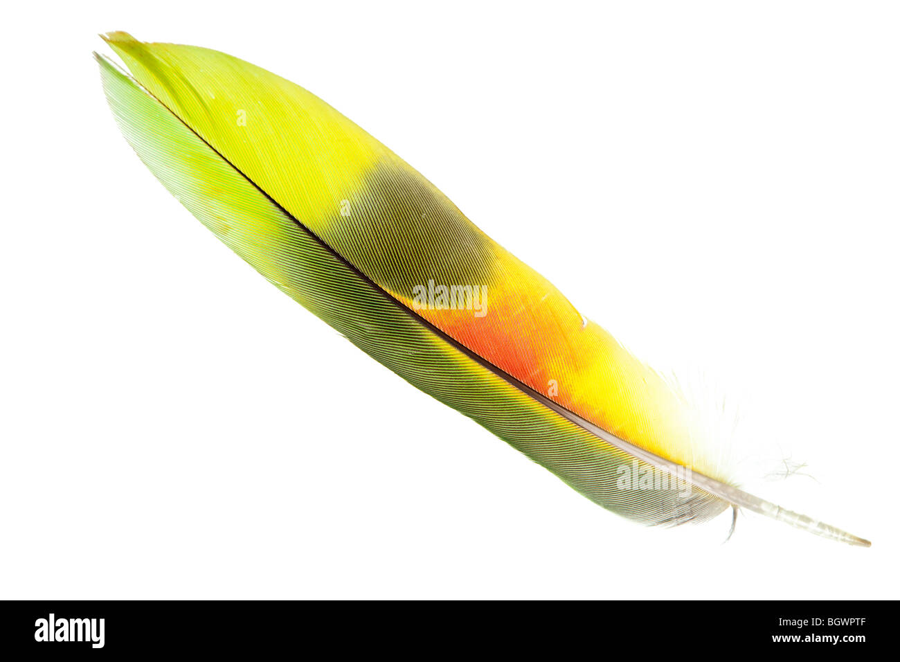 Feather isolato su un puro sfondo bianco Foto Stock