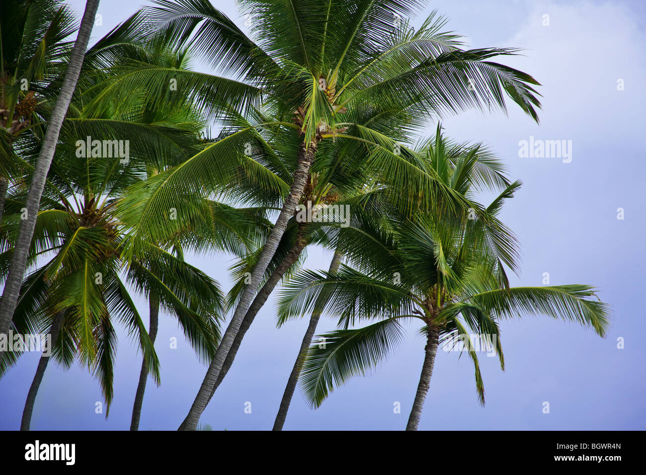 Hawaiian palme colpo dal basso in un giorno nuvoloso Foto Stock