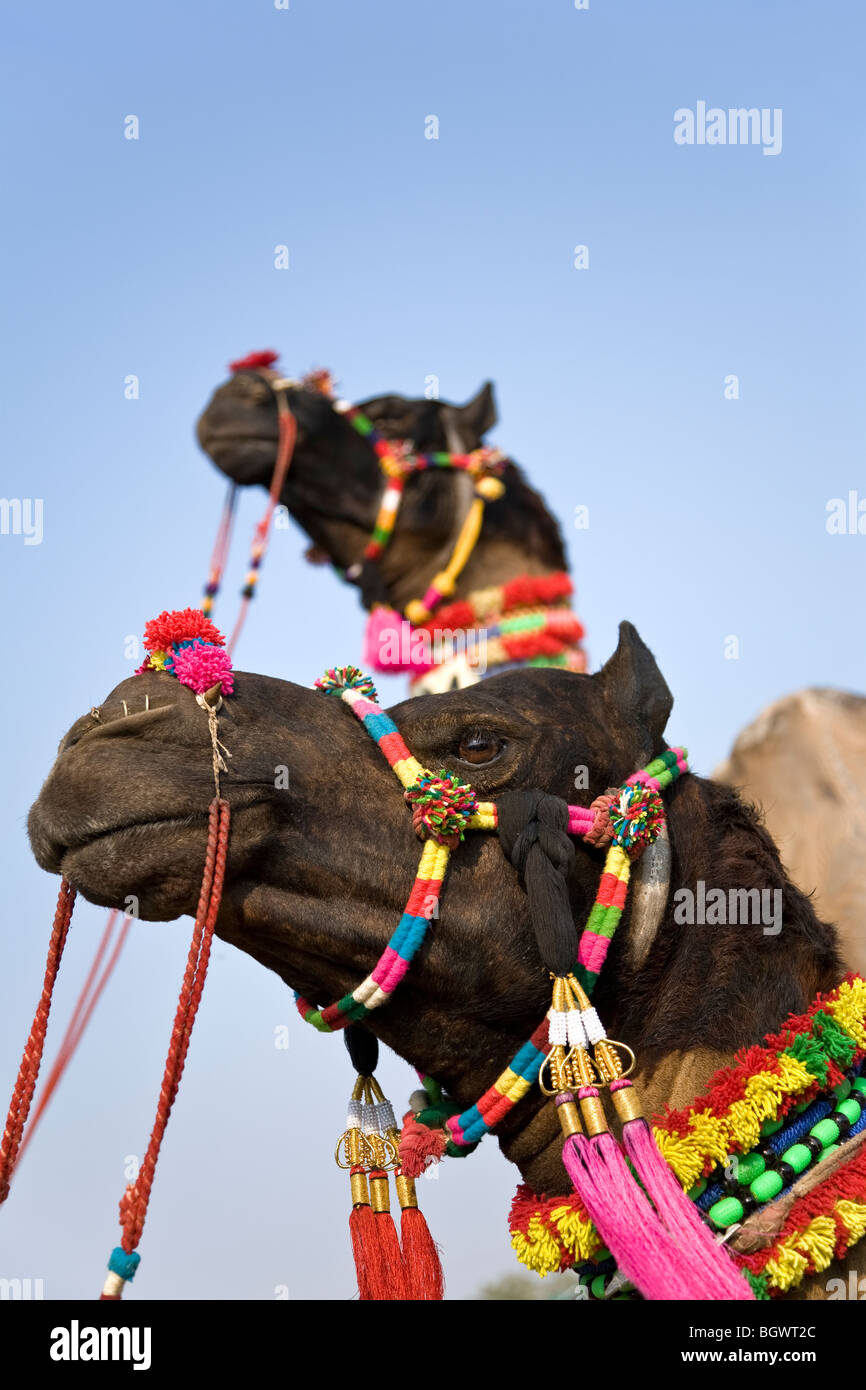 Camel decorate con tradizionale briglia Bikaner camel festival. Il Rajasthan. India Foto Stock