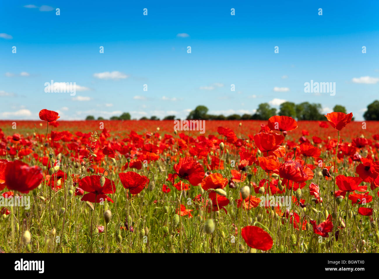 Campo di papaveri Lincolnshire UK Foto Stock