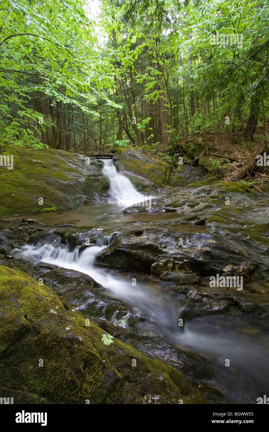 Cascata di nascosto nei boschi del Vermont settentrionale, STATI UNITI D'AMERICA Foto Stock