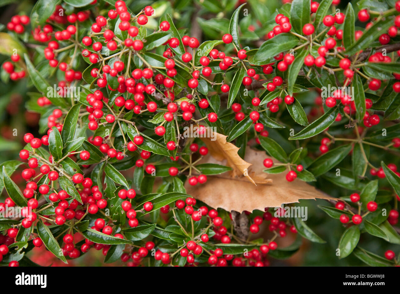 Le bacche rosse e spagnolo foglie di castagno Foto Stock