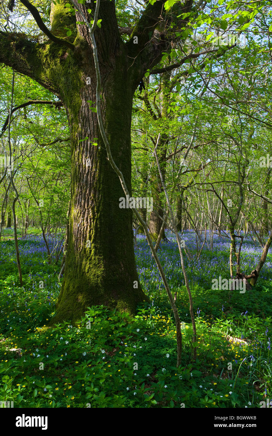 Sole primaverile in un inglese i boschi nativi Foto Stock