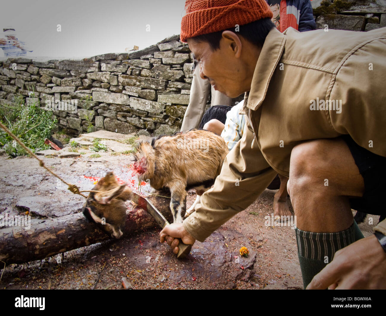 Un uomo recidendo una testa della capra per i religiosi sacrificio motivi nel Nepal orientale. Foto Stock