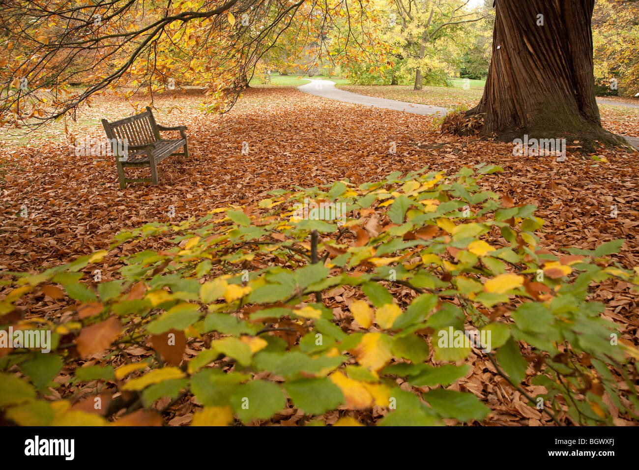 Colori autunnali in un bosco di faggi in autunno presso il Royal Botanic Gardens, Kew, Surrey, England, Regno Unito Foto Stock