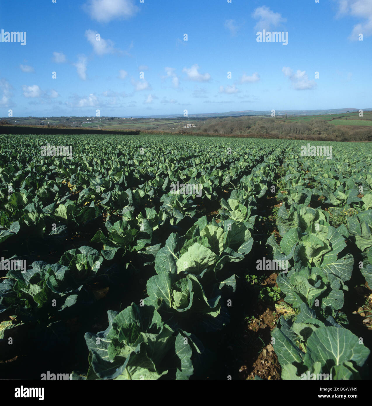 Vista di un inizio di raccolto di verdure di primavera in un paesaggio della Cornovaglia Foto Stock