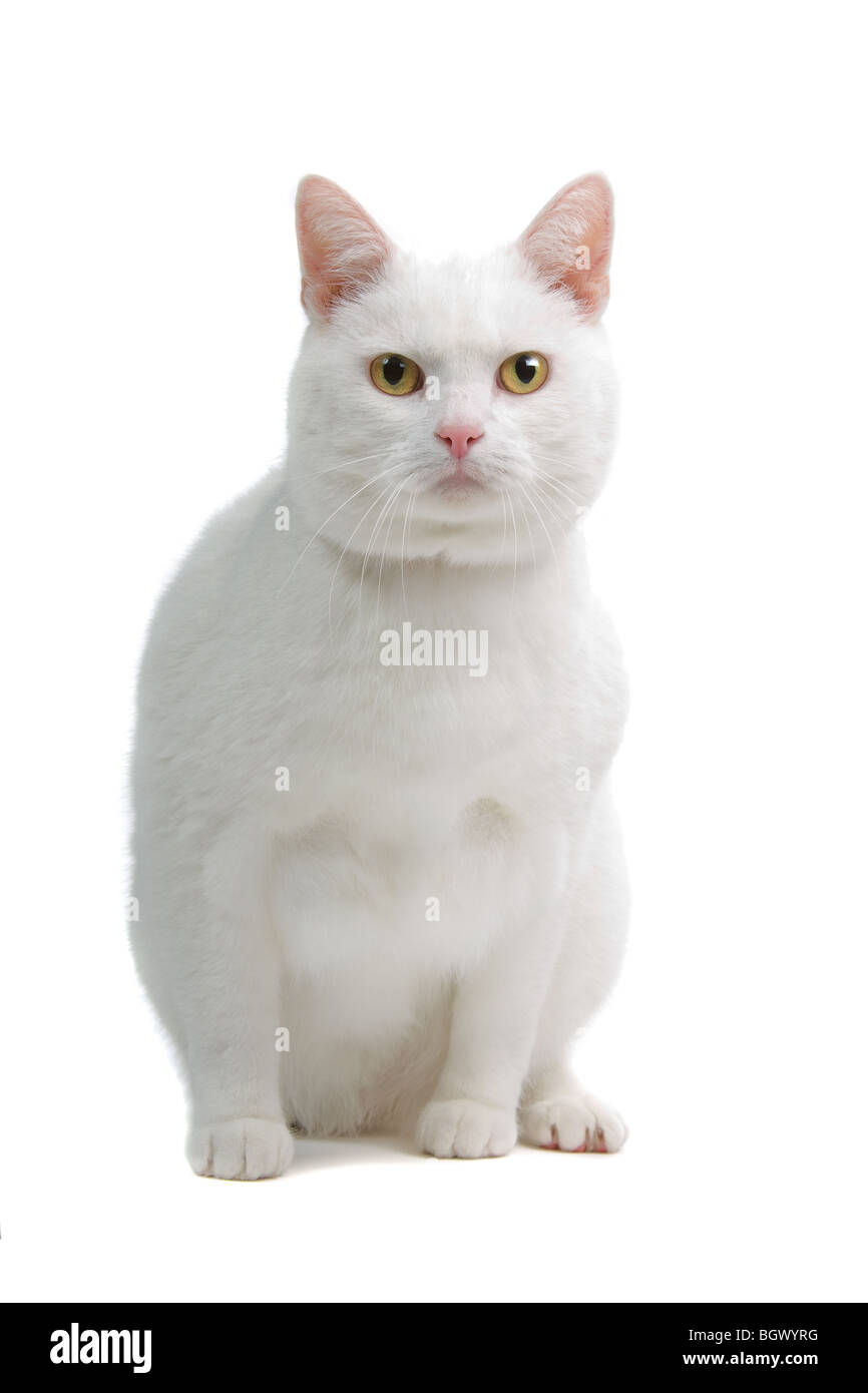 Bianco europeo a breve capelli cat isolato di fronte a uno sfondo bianco Foto Stock