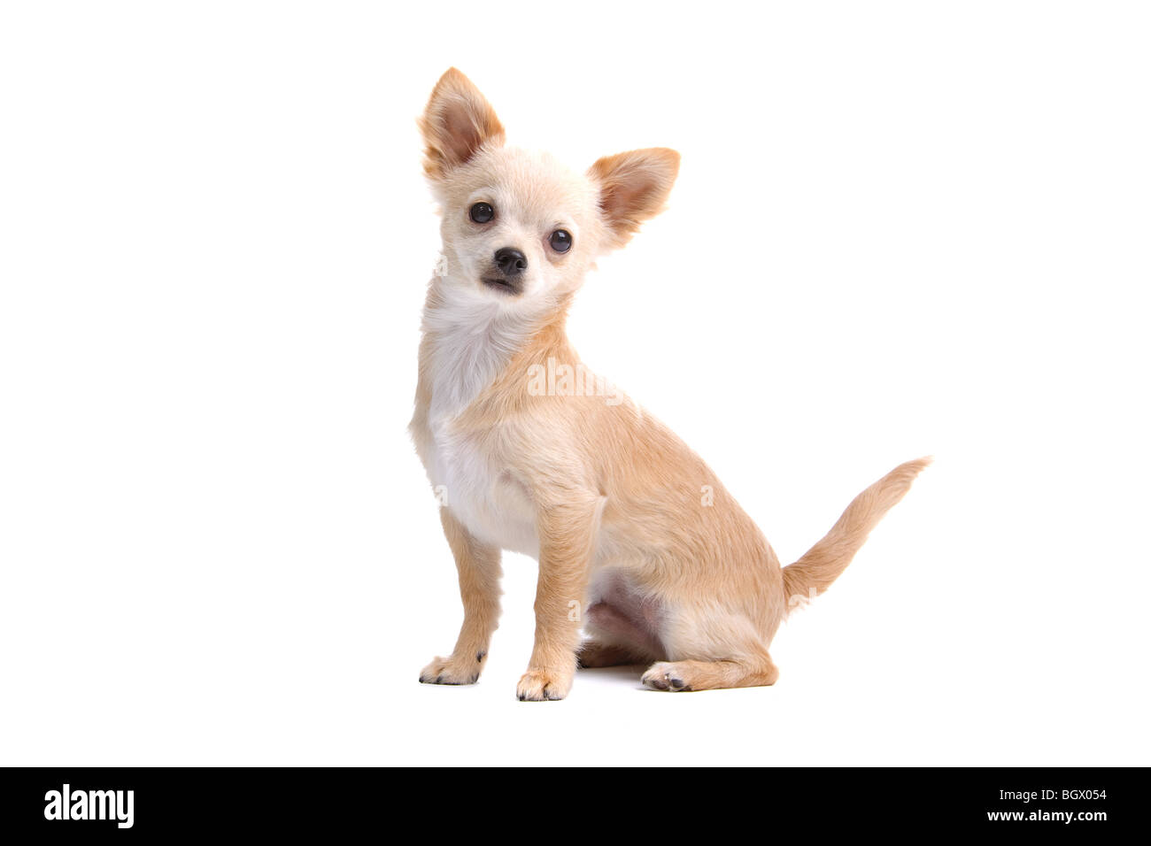 A pelo corto chihuahua cucciolo isolato su uno sfondo bianco Foto Stock