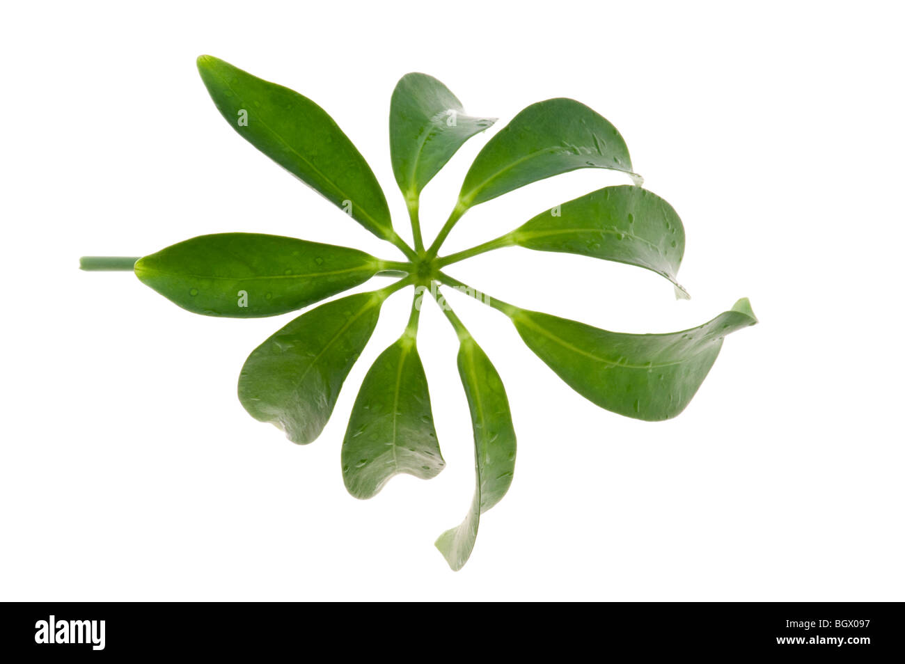 Oggetto sullo sfondo bianco - pianta di casa leaf Foto Stock
