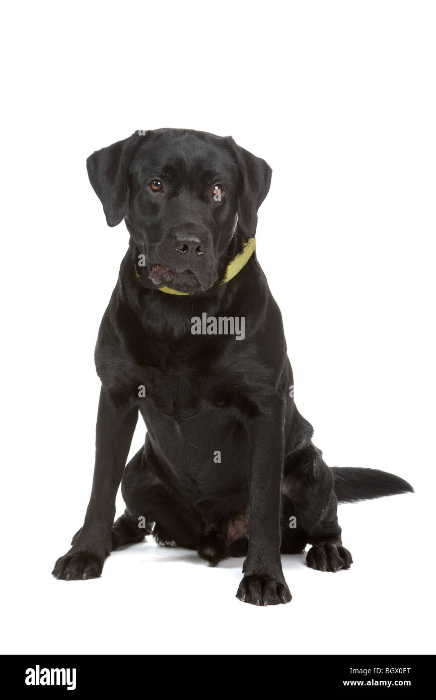 Primo piano di black Labrador Retriever cane isolato su sfondo bianco. Foto Stock