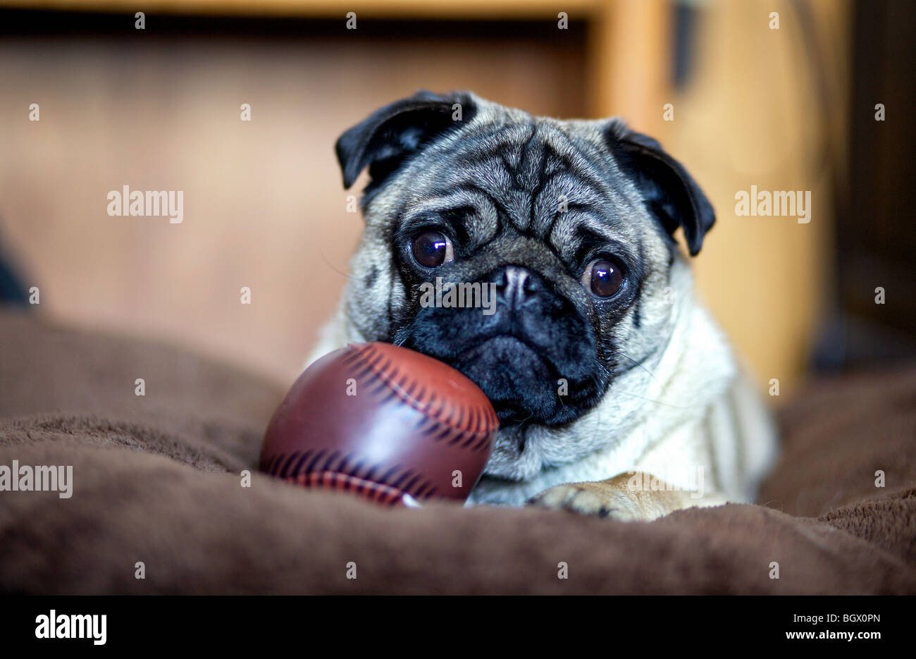 Un pug cucciolo poggia su un grande cuscino con un gioco di baseball. Foto Stock