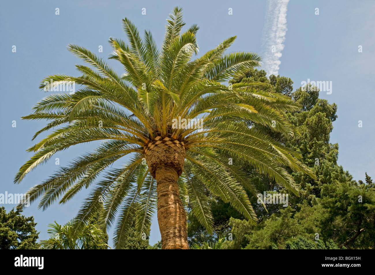 Isola Canarie Data Palm, Phoenix canariensis, a monte del Lago, Umbria Foto Stock