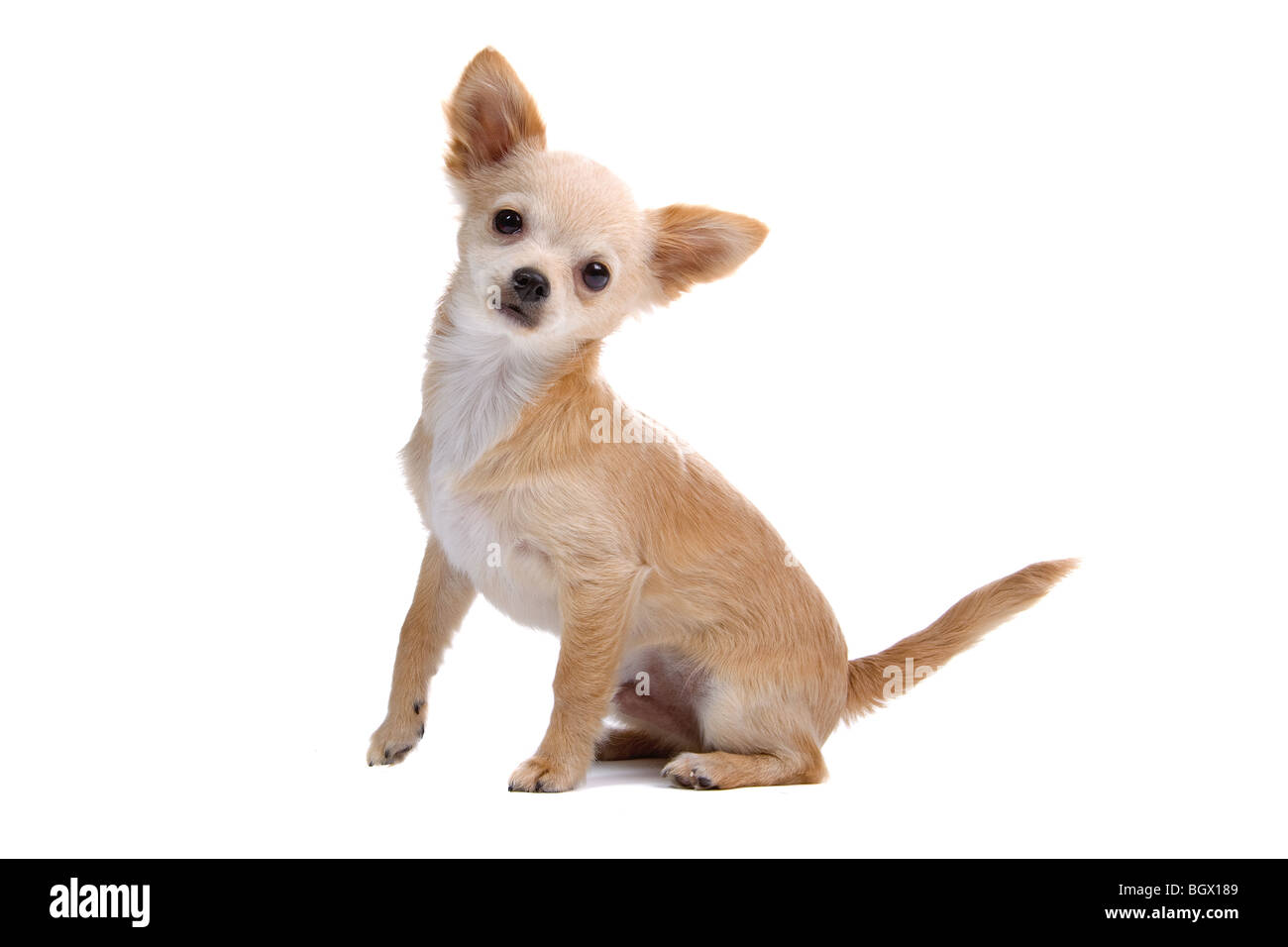 A pelo corto chihuahua cucciolo isolato su uno sfondo bianco Foto Stock