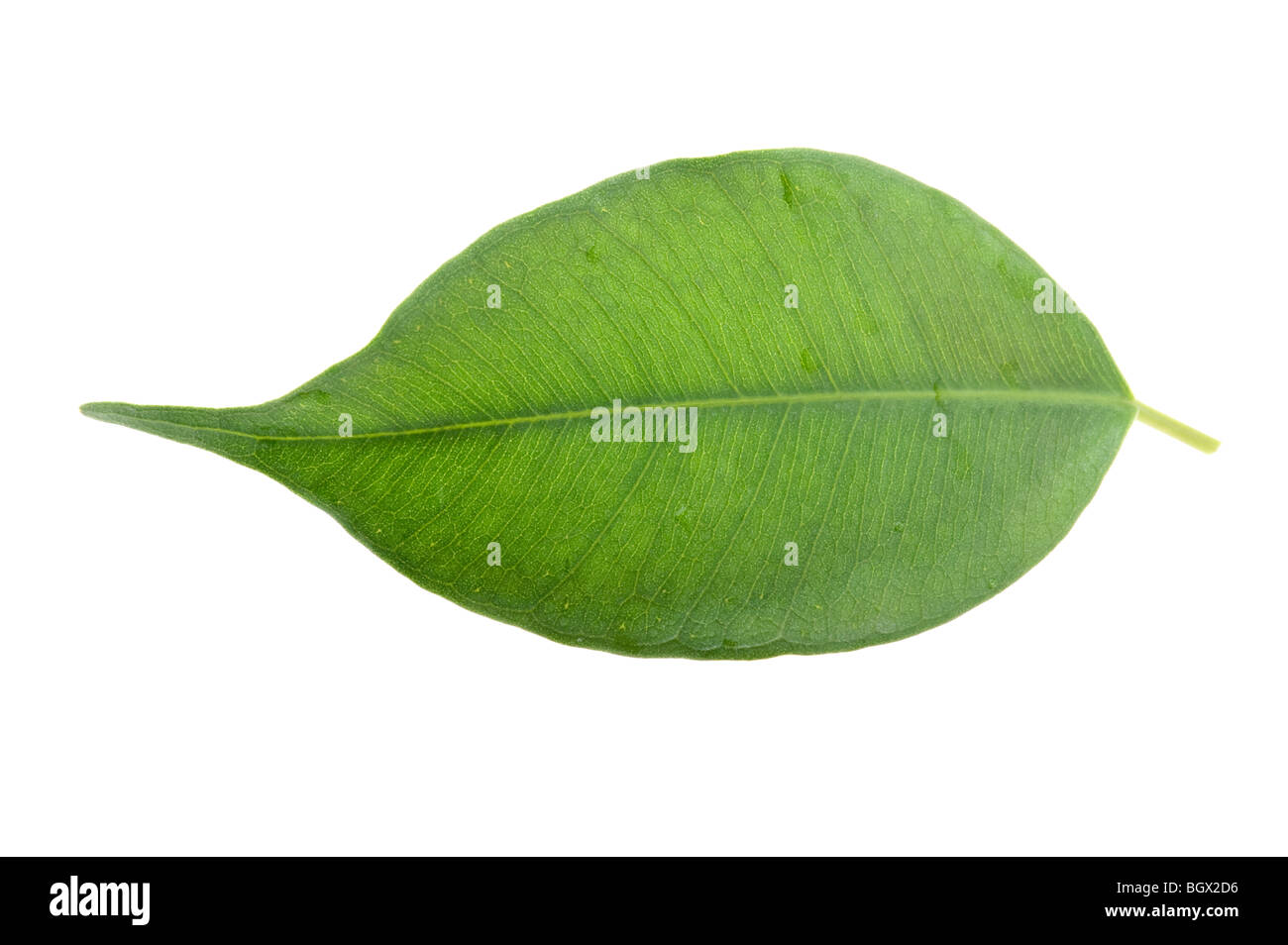 Oggetto sullo sfondo bianco - pianta di casa leaf Foto Stock