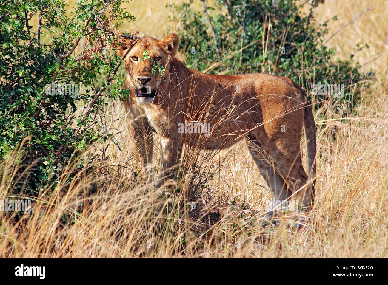 Femmina, lion Murchison Falls Area di Conservazione, Uganda, Africa orientale Foto Stock