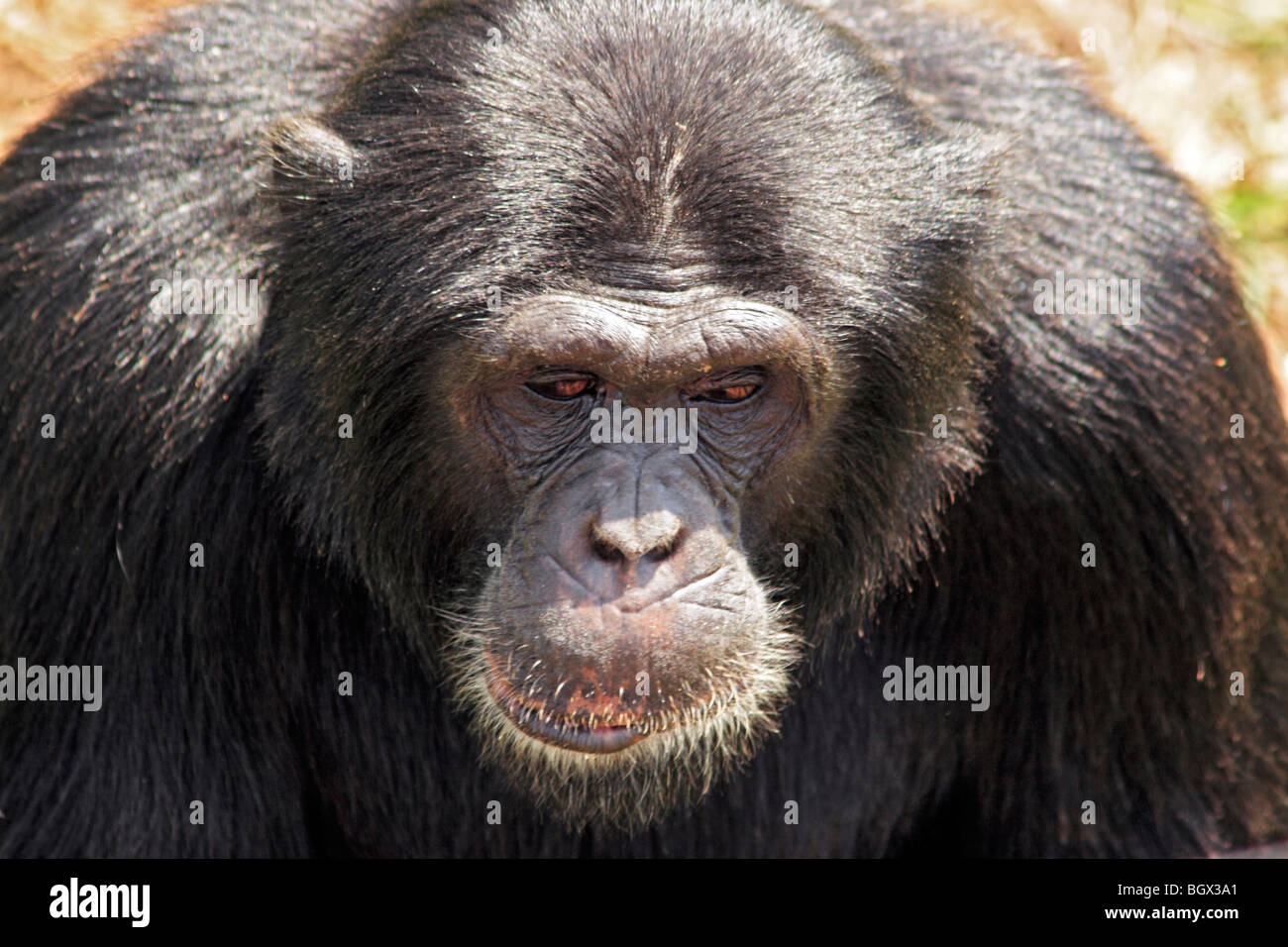 Uno scimpanzé (Pan troglodytes), Kibale National Park, Uganda, Africa orientale Foto Stock