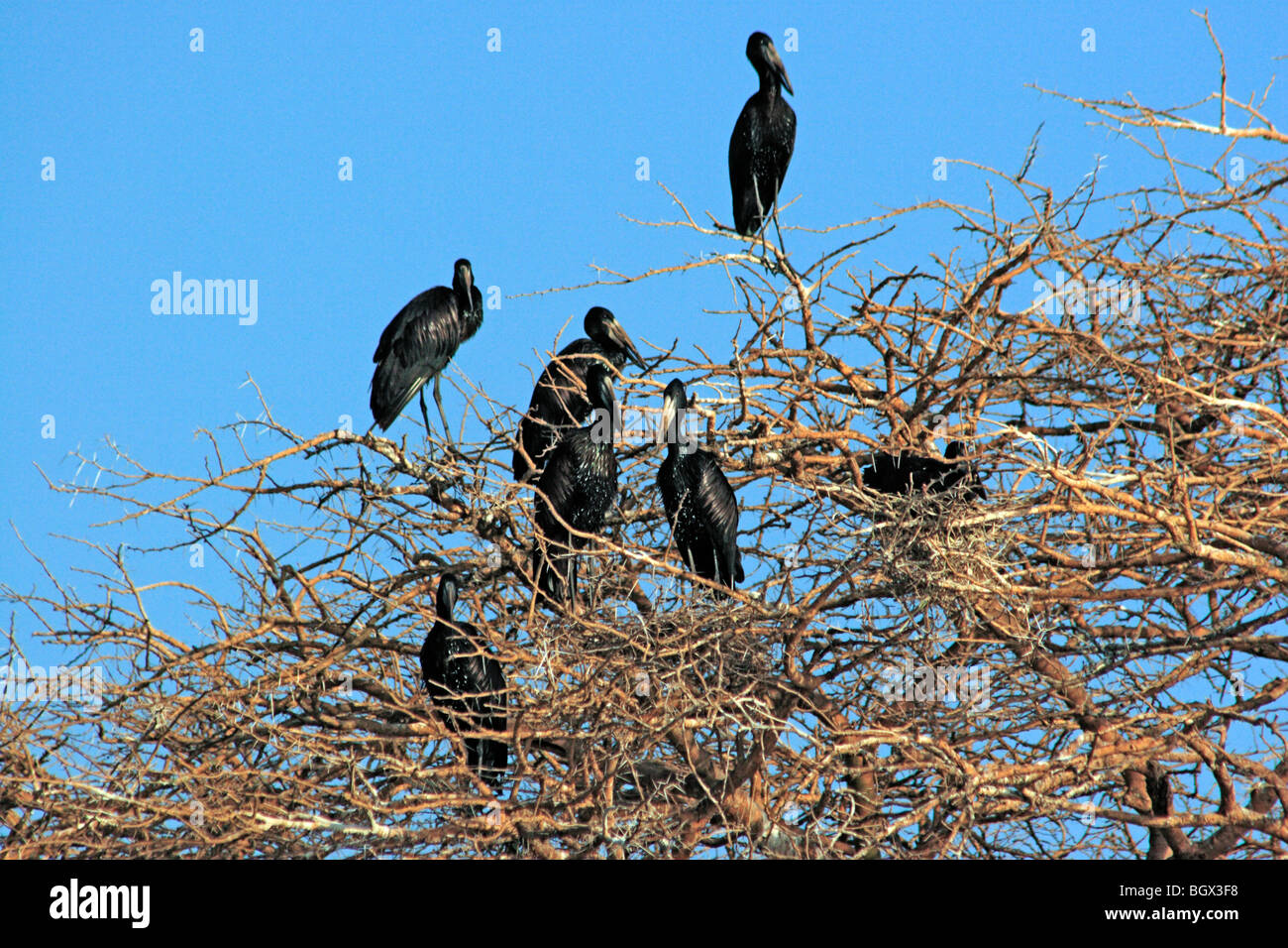 Uccello, Murchison Falls Area di Conservazione, Uganda, Africa orientale Foto Stock