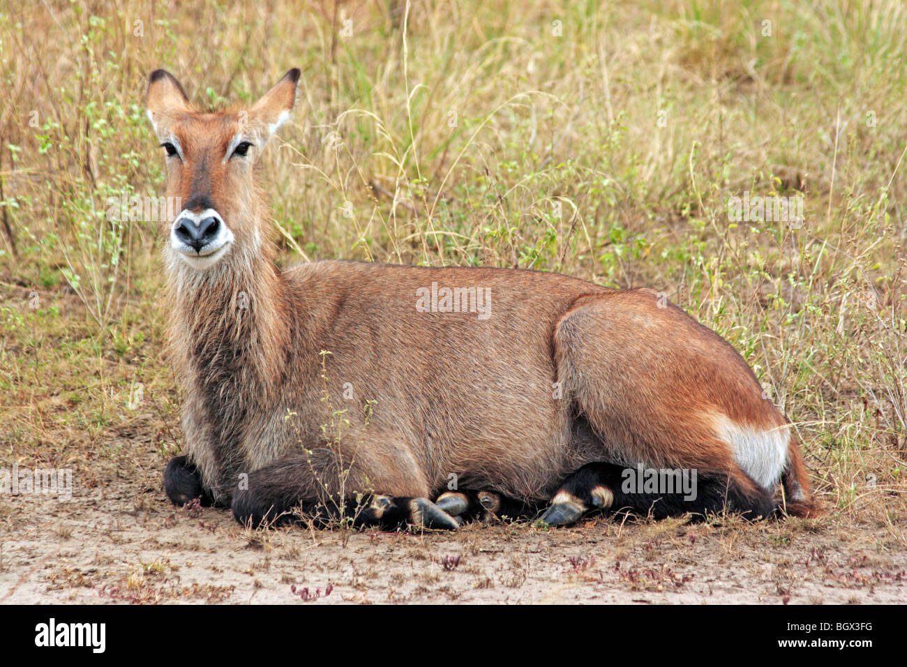 Waterbuck (Kobus ellipsiprymnus), Queen Elizabeth National Park, Uganda, Africa orientale Foto Stock