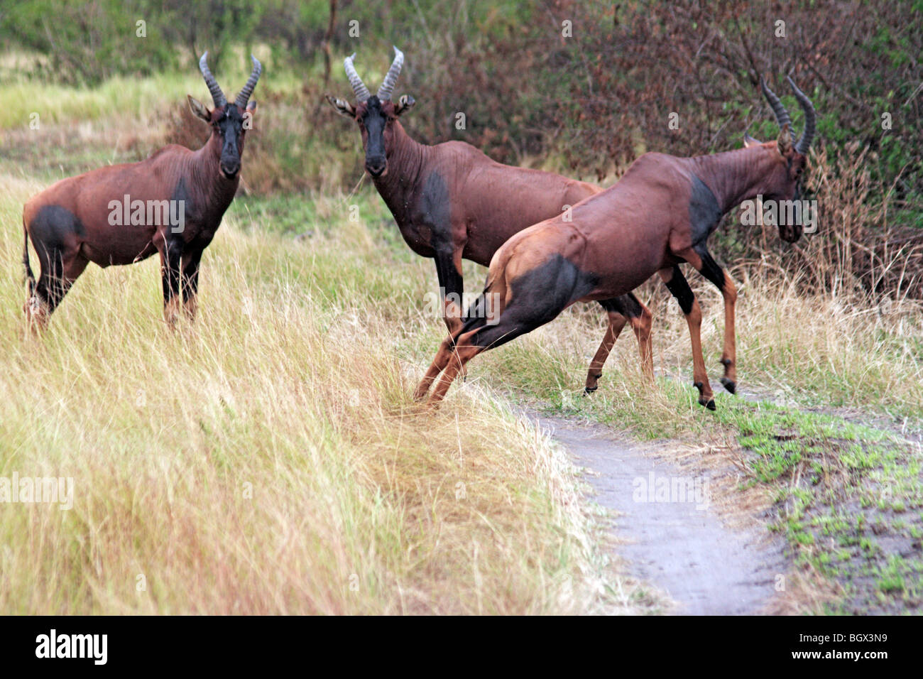 Stefano antilope (Hippotragus equinus), Fiume Ishasha, Queen Elizabeth National Park, Uganda, Africa orientale Foto Stock