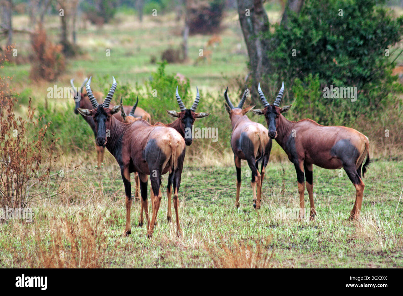 Stefano antilope (Hippotragus equinus), Fiume Ishasha, Queen Elizabeth National Park, Uganda, Africa orientale Foto Stock