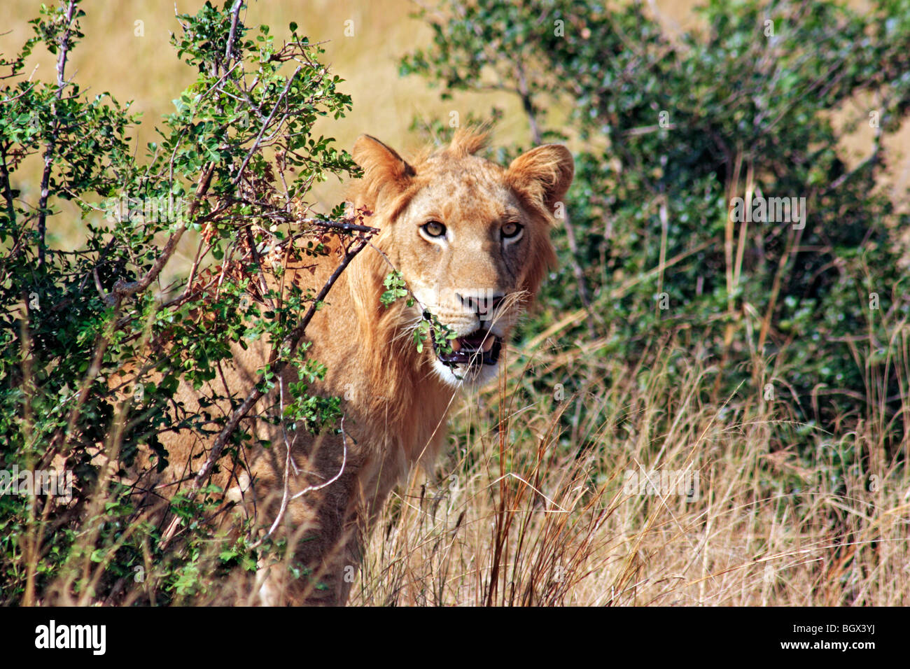 Femmina, lion Murchison Falls Area di Conservazione, Uganda, Africa orientale Foto Stock