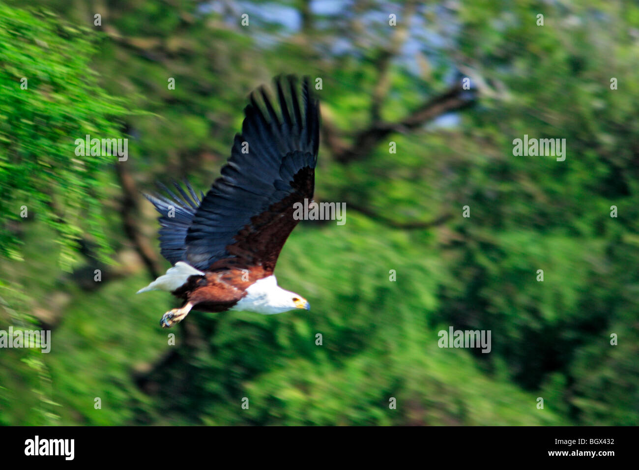 Uccello, Murchison Falls Area di Conservazione, Uganda, Africa Foto Stock