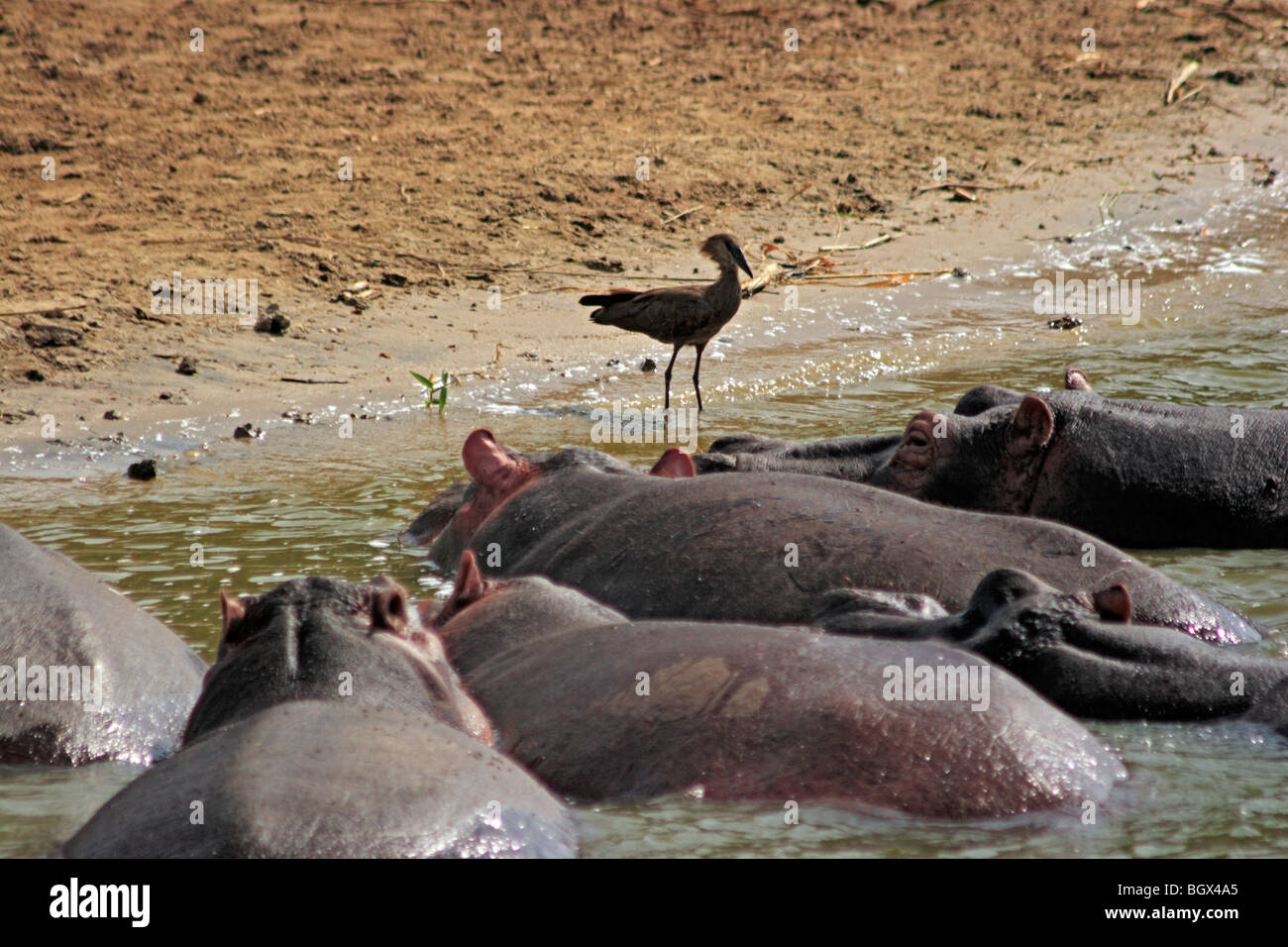 Ippopotami (Hippopotamus amphibius), Canale Kazinga, Queen Elizabeth National Park, Uganda, Africa orientale Foto Stock