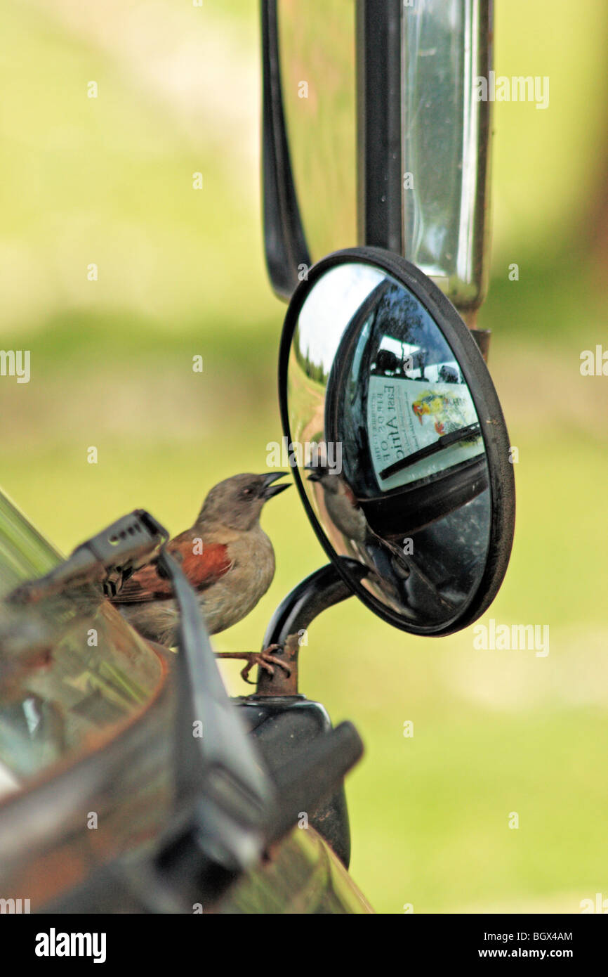Uccello guardando nello specchio, Lago Mburo National Park, Uganda, Africa orientale Foto Stock