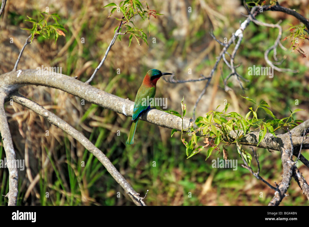 Uccello, Murchison Falls Area di Conservazione, Uganda, Africa Foto Stock