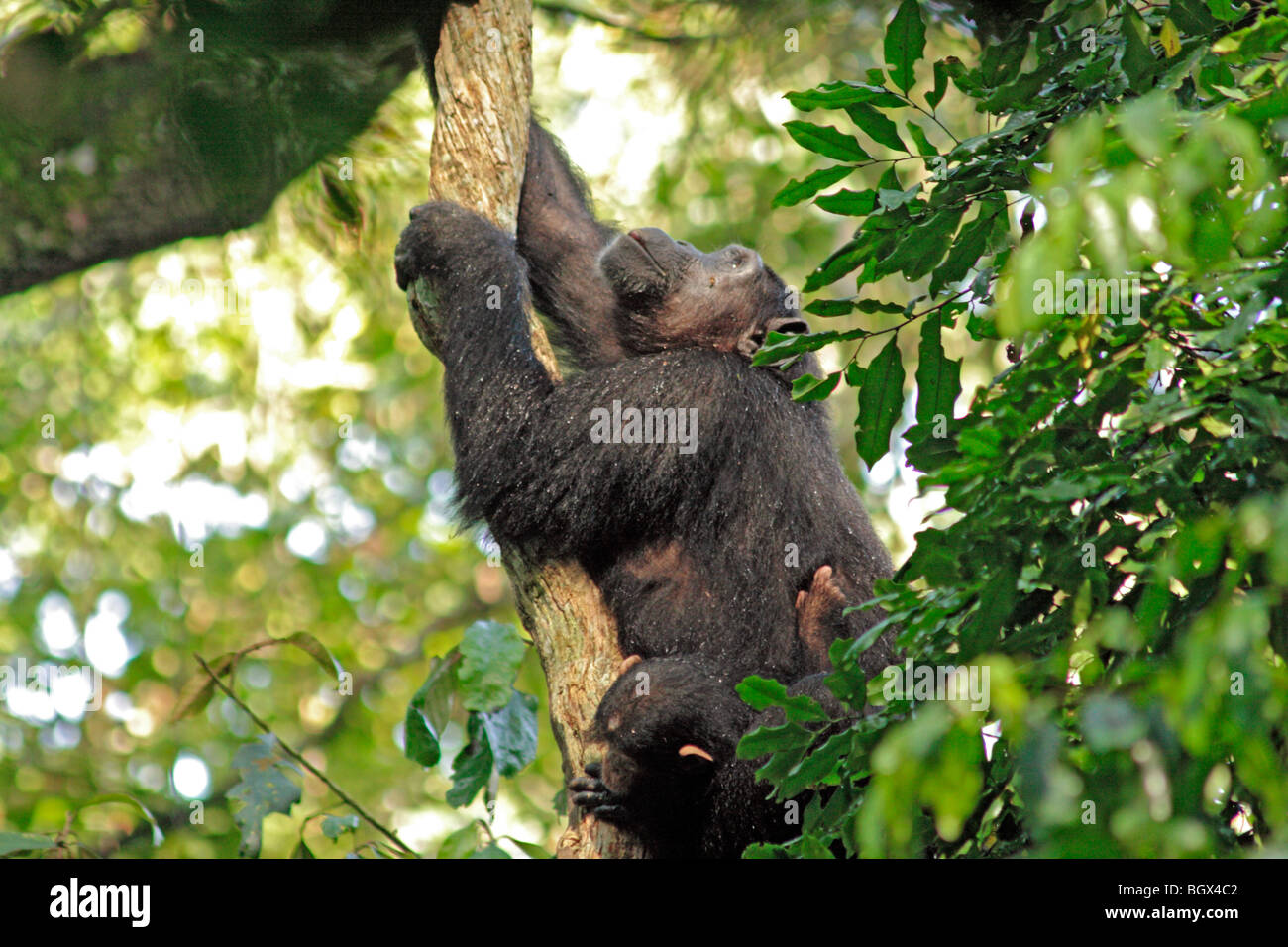 Uno scimpanzé (Pan troglodytes), Kibale National Park, Uganda, Africa orientale Foto Stock