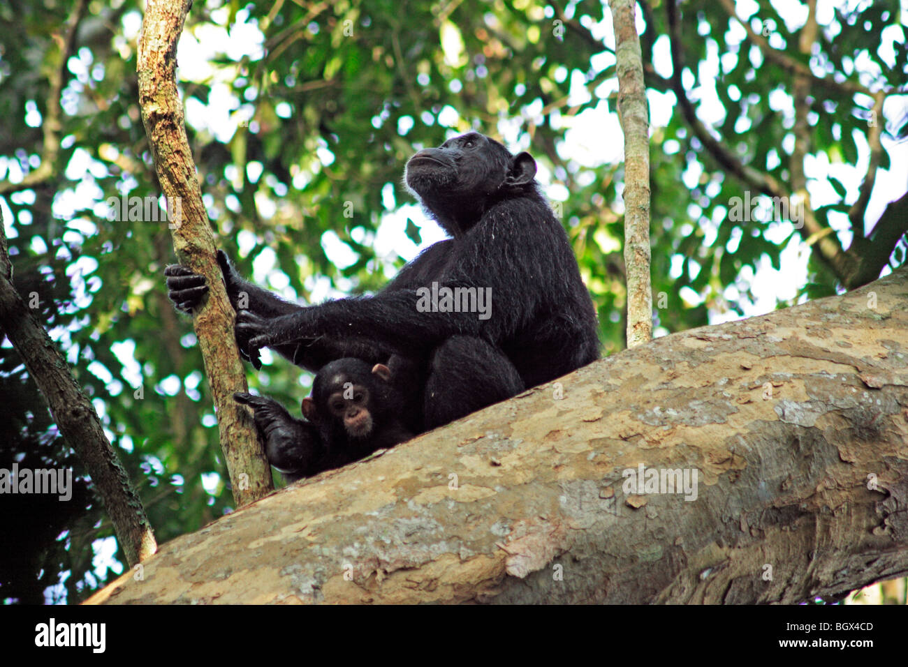 Uno scimpanzé (Pan troglodytes), Kibale National Park, Uganda, Africa orientale Foto Stock
