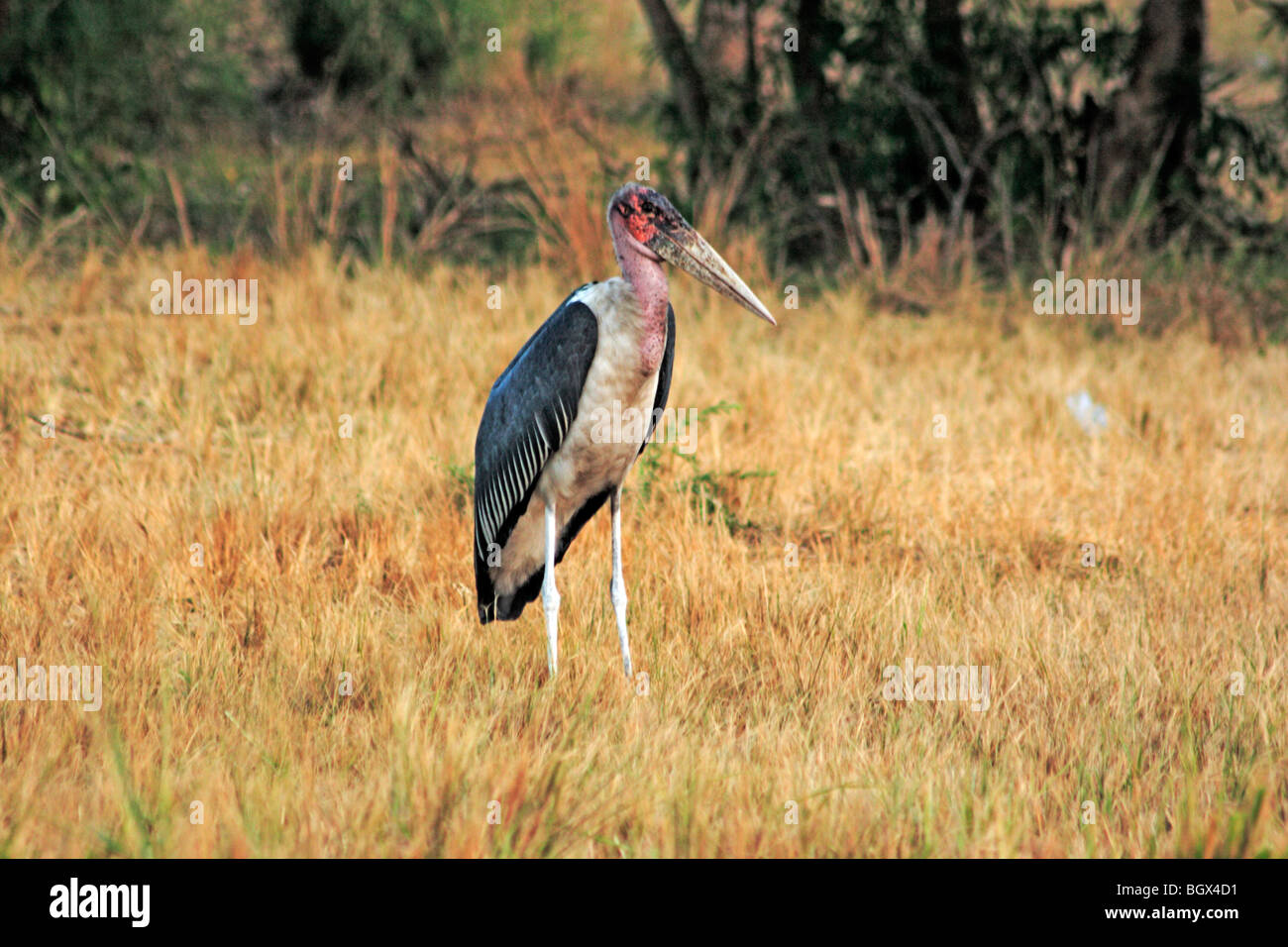 Uccello, Murchison Falls Area di Conservazione, Uganda, Africa Foto Stock