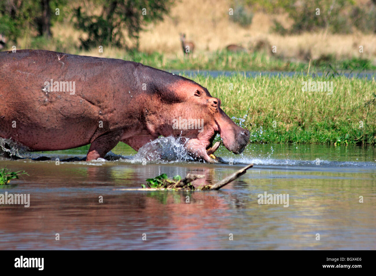 Ippona (Hippopotamus amphibius), Murchison Falls Area di Conservazione, Uganda, Africa Foto Stock