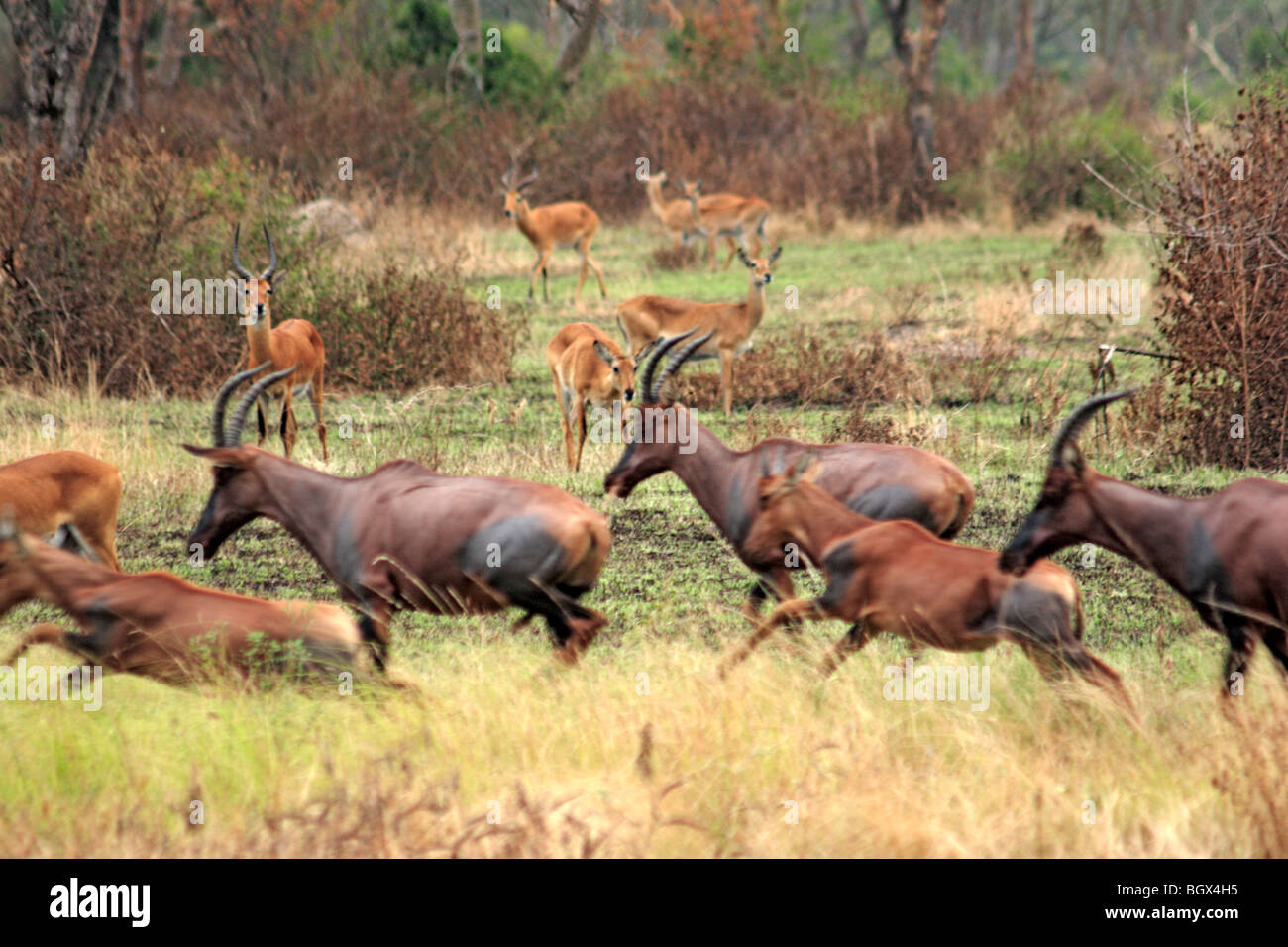 Stefano antilope (Hippotragus equinus), Fiume Ishasha, Queen Elizabeth National Park, Uganda, Africa orientale Foto Stock