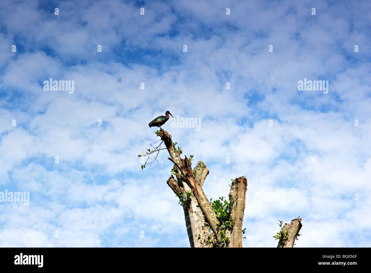 Hadada ibis, Bostrychia hagedash su un albero, Uganda, Africa orientale Foto Stock