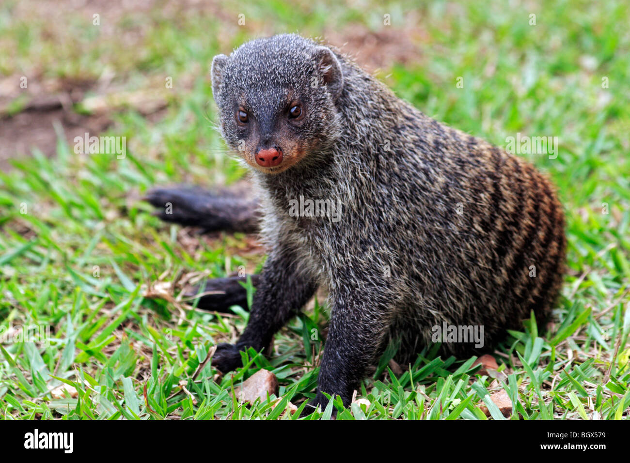 La Mangusta nastrati (Mungos mungo), Queen Elizabeth National Park, Uganda, Africa orientale Foto Stock