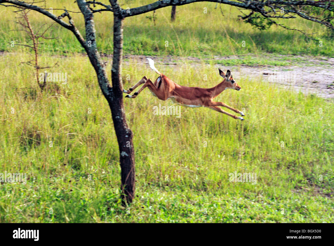 Oribi antilope (Ourebia ourebi), il lago Mburo National Park, Uganda, Africa orientale Foto Stock