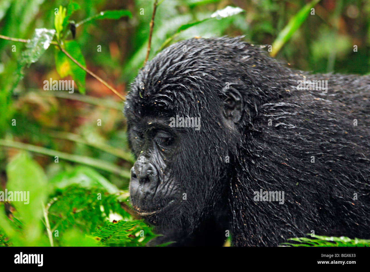 Gorilla, Parco nazionale impenetrabile di Bwindi, Uganda, Africa orientale Foto Stock