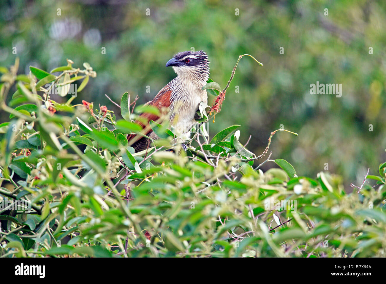 Uccello, Murchison Falls Area di Conservazione, Uganda, Africa orientale Foto Stock