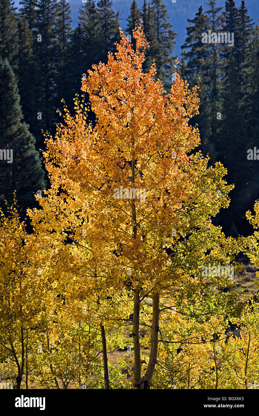 Aspen alberi, Populus tremuloides, nel Uncompahgre National Forest, Colorado Foto Stock