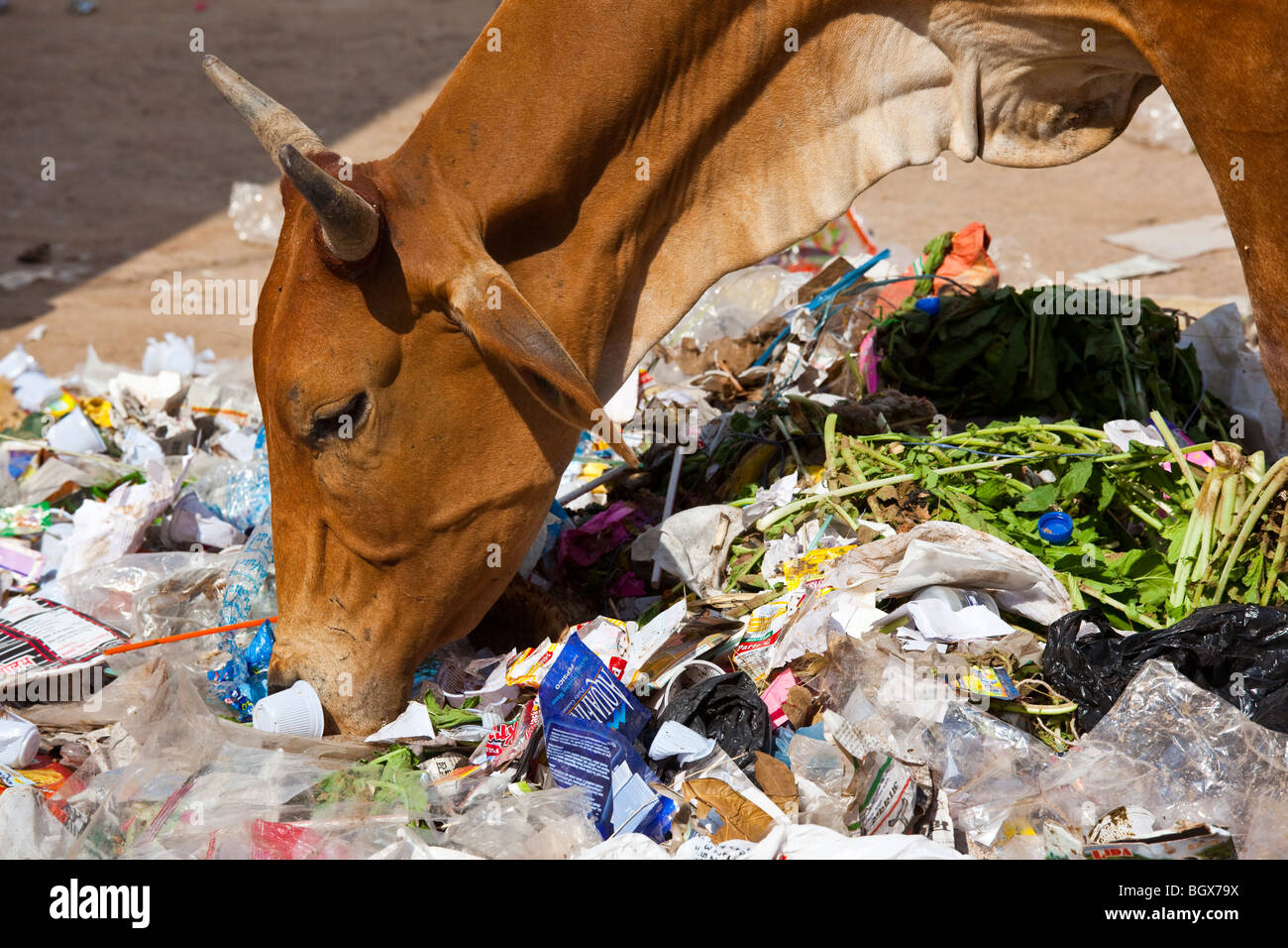 Mucca mangiare garbage in Pushkar, India Foto Stock