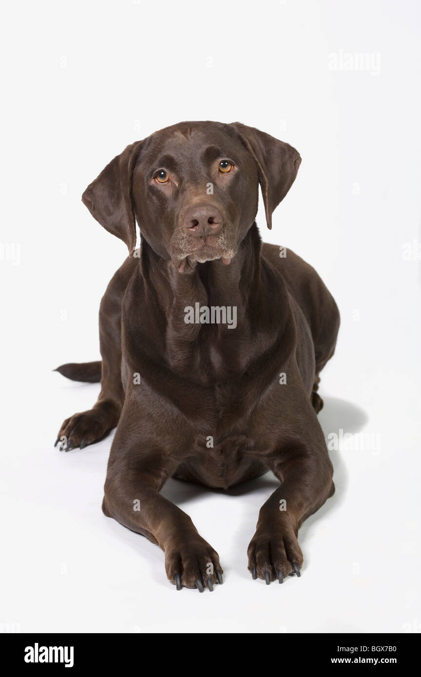 Il cioccolato Labrador Retriever cane Foto Stock