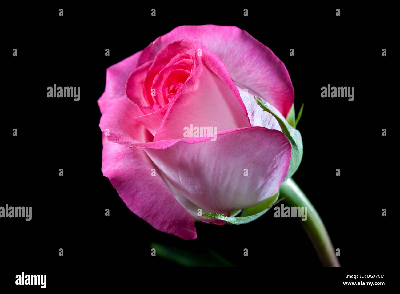 Rosa rosa fiore su uno sfondo nero Foto Stock