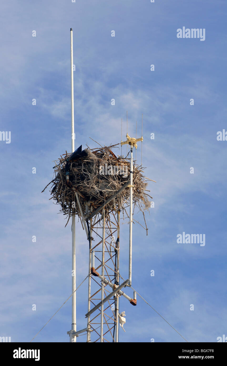 Parco nazionale delle Everglades, Florida, Stati Uniti d'America Foto Stock