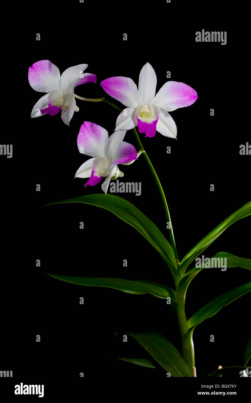 Exotic rosa e bianco dendrobium orchid su sfondo nero Foto Stock